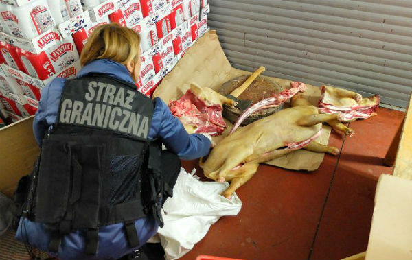 Tona nielegalnego mięsa w Wólce Kosowskiej - Grodzisk News