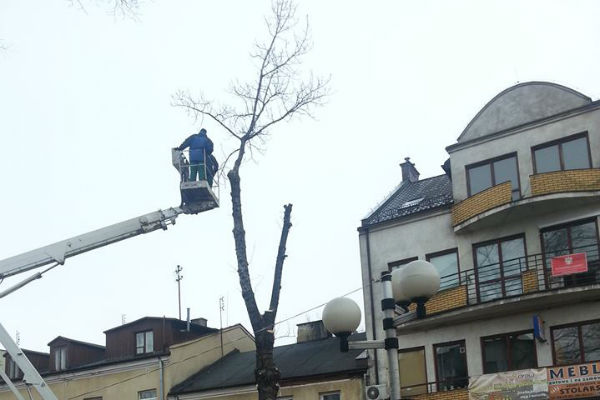 Wycięli drzewa na deptaku - Grodzisk News