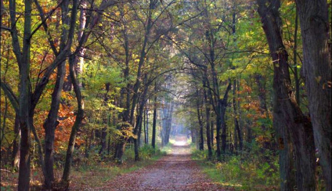 Las Młochowski częściowo oczyszczony - Grodzisk News