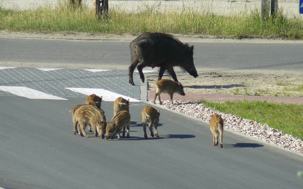 Dzikie zwierzęta zagrożeniem na drodze - Grodzisk News