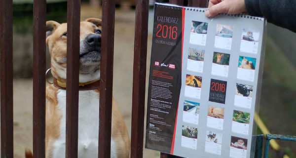 Kupisz kalendarz ? pomożesz bezdomnym zwierzętom - Grodzisk News