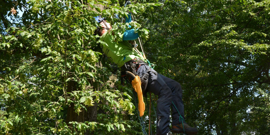 Ruszyła pielęgnacja ponad dwóch tysięcy drzew - Grodzisk News