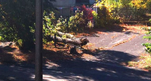 Wichura łamie drzewa w regionie - Grodzisk News