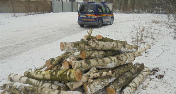 Zatrzymani za wycinkę drzew - Grodzisk News
