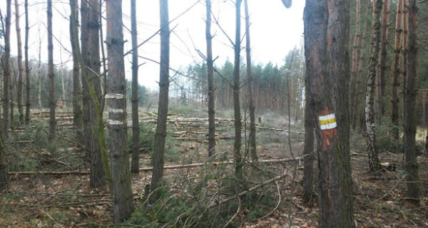 Nielegalna wycinka drzew w jaktorowskiej gminie? Włodarze zawiadamiają prokuraturę - Grodzisk News