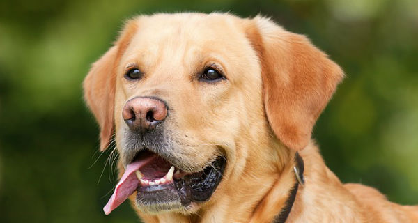 Bezpłatnie zaszczepisz psa na grodziskim targowisku - Grodzisk News