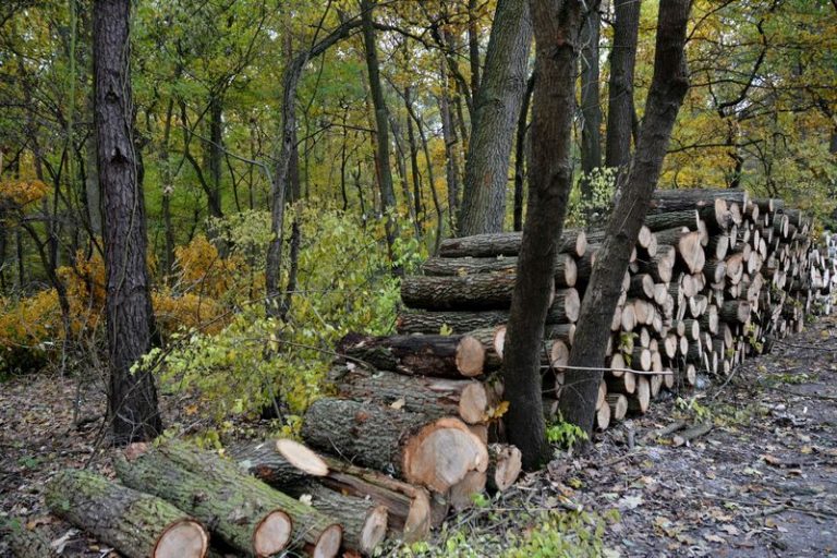 Wycinka drzew w Lesie Młochowskim budzi niepokój - Grodzisk News