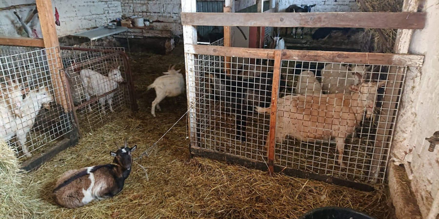 Nielegalna hodowla i ubój kóz w Nadarzynie - Grodzisk News