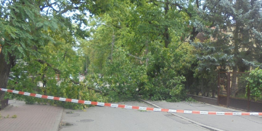 Drzewo przewróciło się na drogę - Grodzisk News