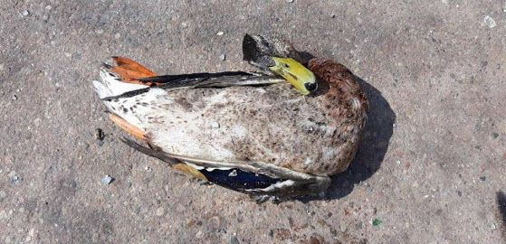 Zabił kaczkę w Parku Skarbków - Grodzisk News