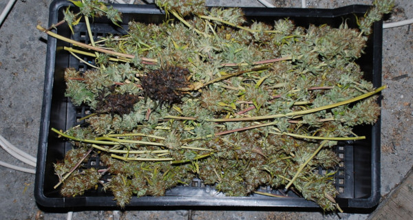 Zlikwidowana uprawa konopi w Grodzisku. Policja przejęła prawie 460 gramów marihuany [FOTO] - Grodzisk News