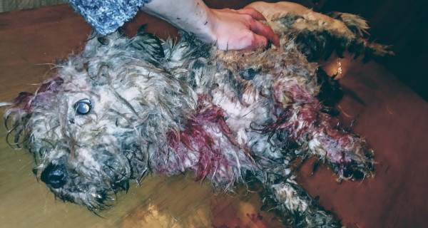 Pies wyrzucony na stawach w Musułach. "Był związany i zakrwawiony" - Grodzisk News