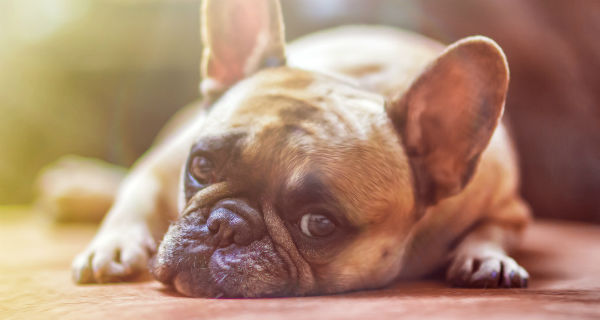 Szczepienia psów przeciw wściekliźnie przełożone - Grodzisk News