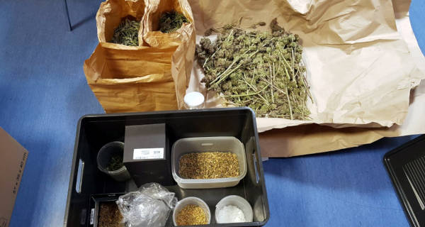Policja nakryła hodowlę marihuany pod Brwinowem. Kilkaset sadzonek, kilogramy narkotyków [FOTO] - Grodzisk News