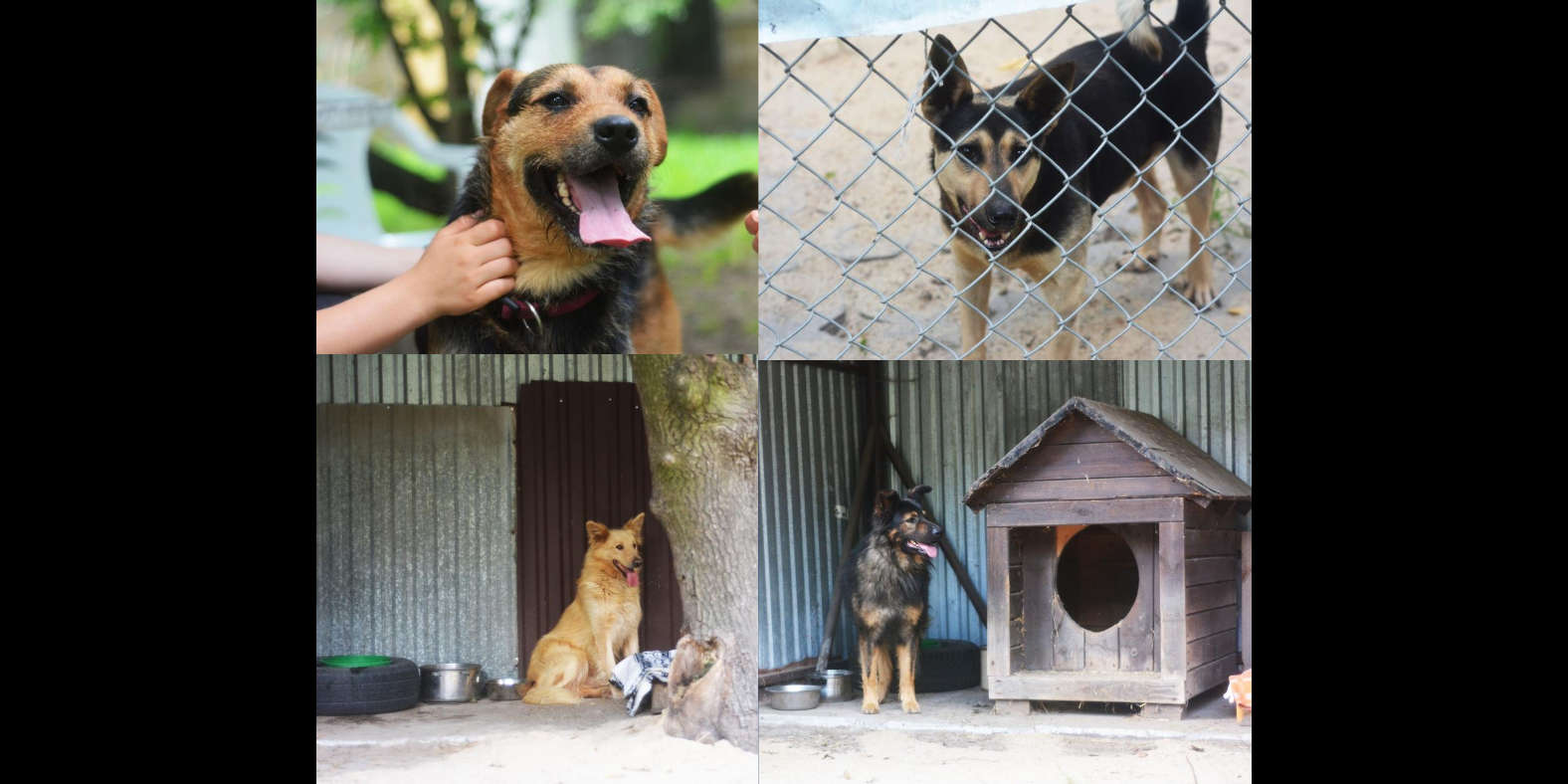 Psy z Radys trafiły do schroniska w Milanówku. Możemy im pomóc - Grodzisk News