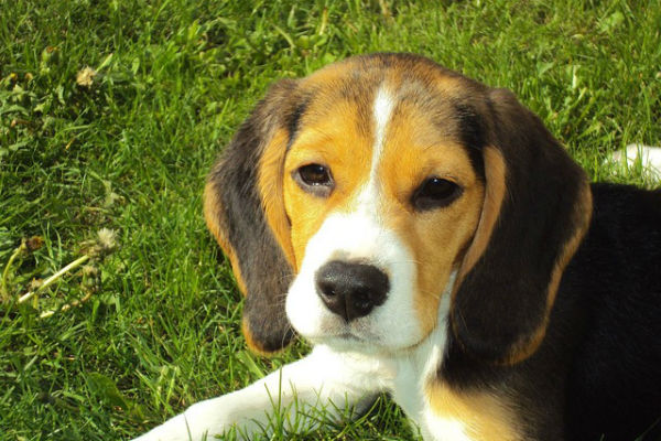 Rusza gminna akcja szczepień psów przeciwko wściekliźnie - Grodzisk News