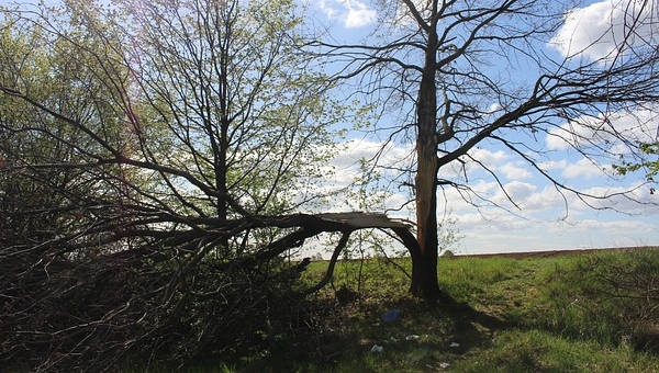 Zatrucie czadem i połamane drzewa – kolejne interwencje strażaków - Grodzisk News