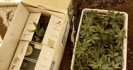 Policyjny nalot na plantację marihuany w powiecie grodziskim - Grodzisk News