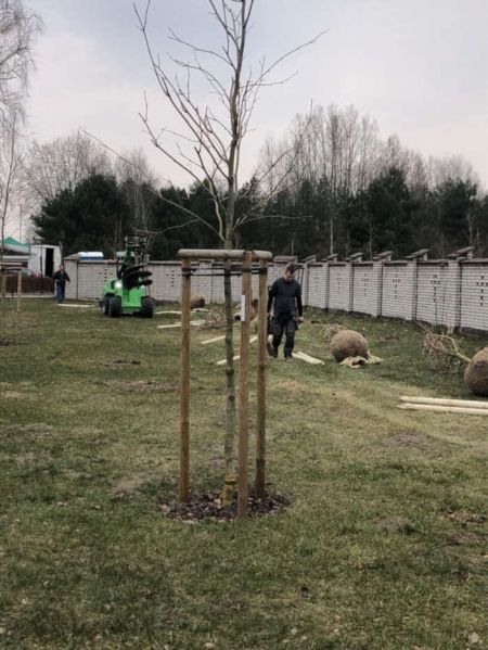 Zasadzili kolejne drzewa w grodziskiej gminie [FOTO] - Grodzisk News