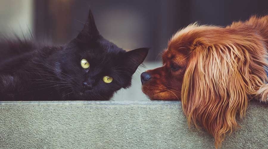 Bezpłatne czipowanie psów i kotów - Grodzisk News