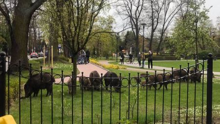 Niespodziewani goście w Parku Skarbków [FOTO] - Grodzisk News