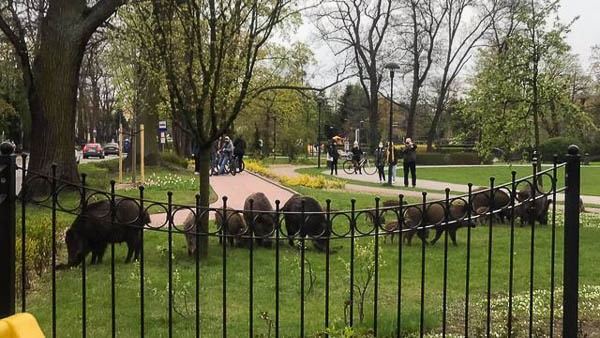 Niespodziewani goście w Parku Skarbków [FOTO] - foto: Czytelniczka