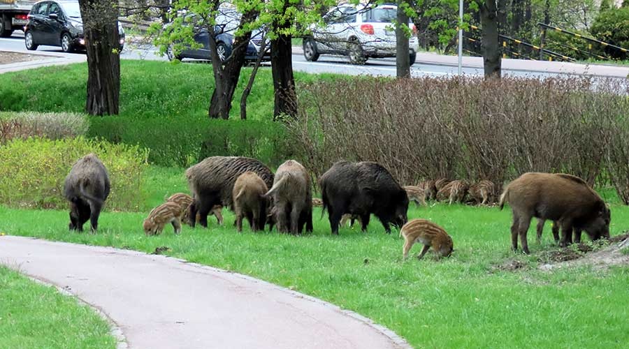Niespodziewani goście w Parku Skarbków [FOTO] - foto: Piotr Antos