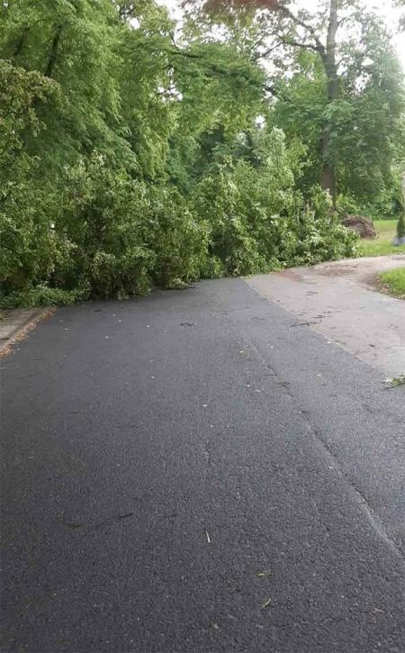 Mocny wiatr znów łamał drzewa [FOTO] - Grodzisk News