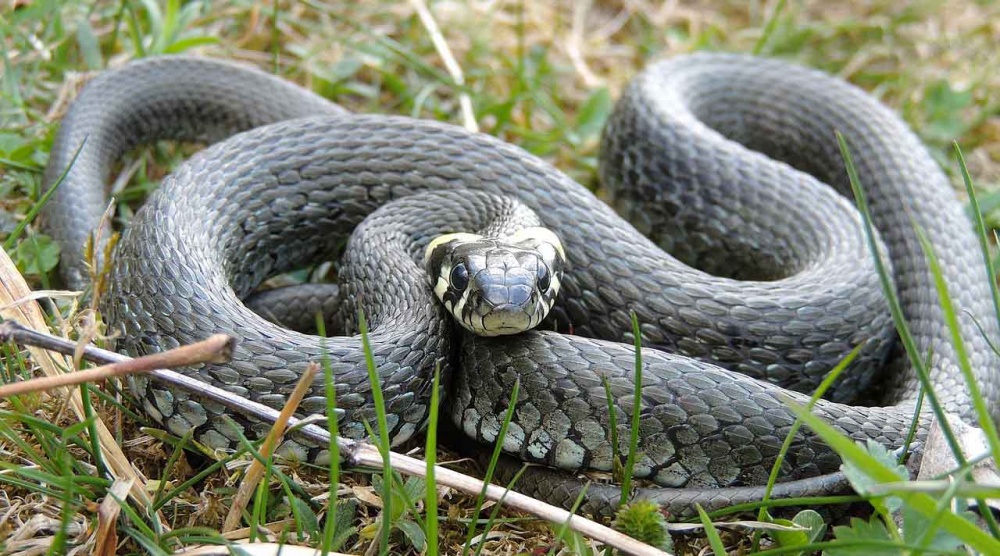 Wąż w przedszkolnej piaskownicy - Grodzisk News