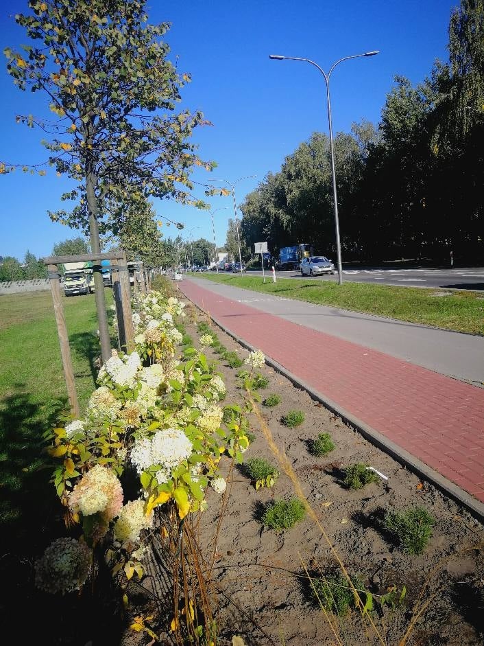 Grodzisk. Ponad 10 tysięcy nowych roślin wzdłuż ul. Królewskiej [FOTO] - foto: Facebook/Urząd Gminy Grodzisk Maz.