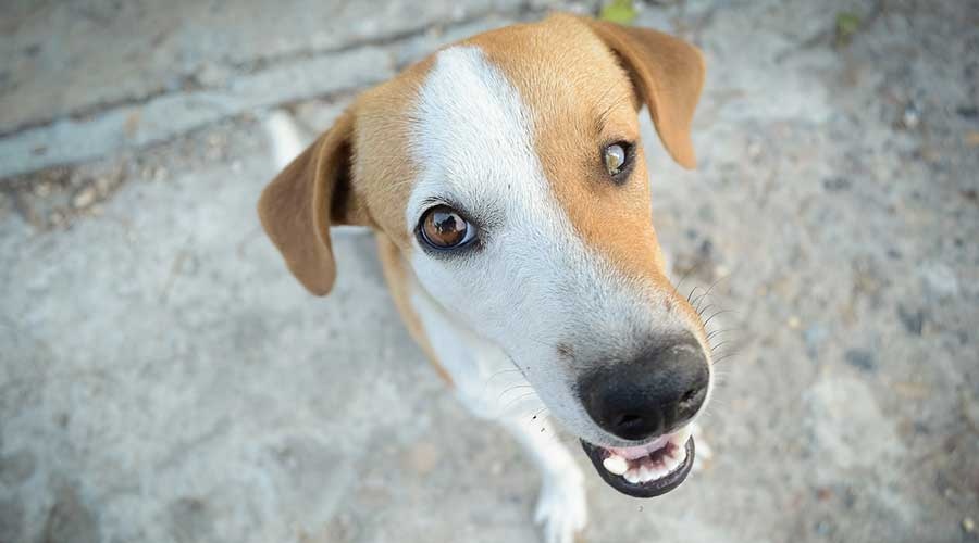 Grodziska gmina zaszczepi twojego psa przeciwko wściekliźnie. Ponowiła przetarg - Grodzisk News