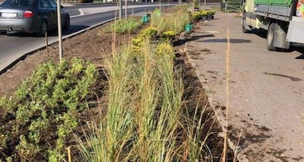 Grodzisk. Posadzą kilkanaście tysięcy roślin przy Traugutta i Granicznej - Grodzisk News