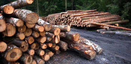 Podkowa przyłącza się do apelu o zaprzestanie wycinki drzew - Grodzisk News
