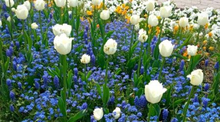 Akcja rozdawania kwiatów grodziszczanom będzie kontynuowana od poniedziałku - Grodzisk News
