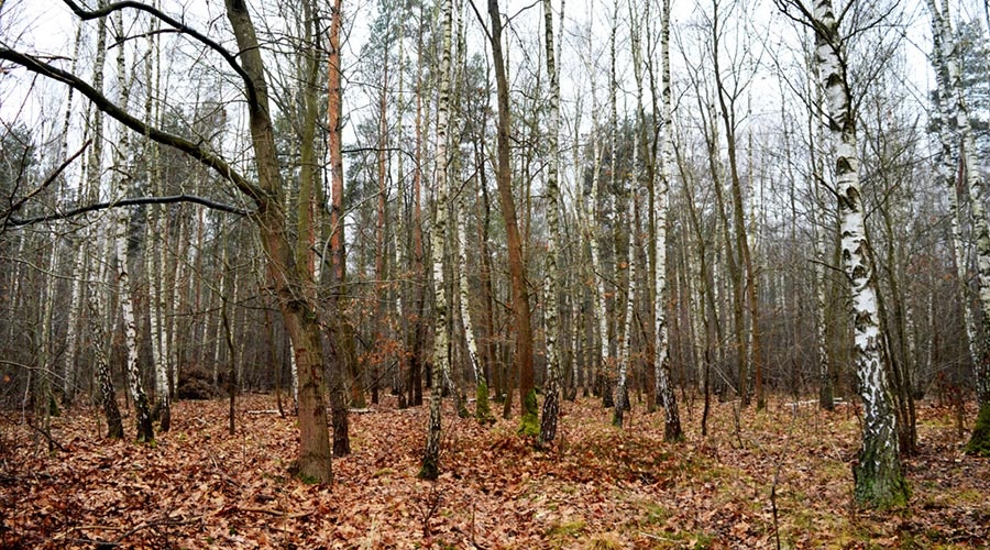 Mieszkańcy i radni przeciwni możliwej wycince lasu w Strzeniówce [FOTO] - Grodzisk News