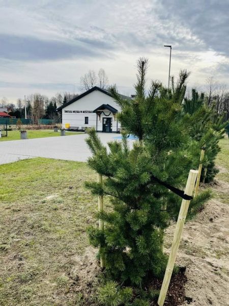 Nowy rok – nowe nasadzenia drzew w grodziskiej gminie [FOTO] - Grodzisk News