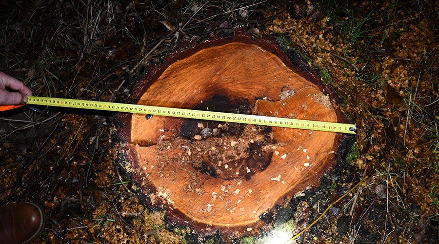 Policjant zatrzymał podejrzanych o kradzież drewna z lasu - Grodzisk News