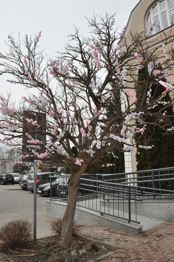 „Drzewo w kwiatach” – klimatyczna instalacja przed urzędem gminy - Grodzisk News