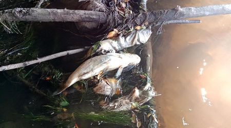 Martwe ryby w Rokitnicy. Jest działanie i komentarz inspektoratu ochrony środowiska - Grodzisk News