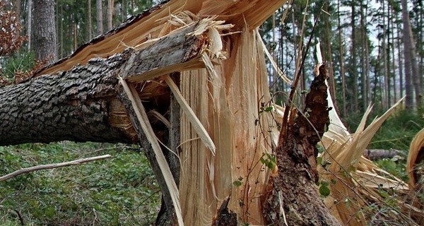 Silny wiatr łamał drzewa - Grodzisk News