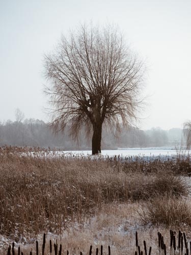Uroki zimy w obiektywie mieszkanki Szczęsnego - foto: Czytelniczka Edyta