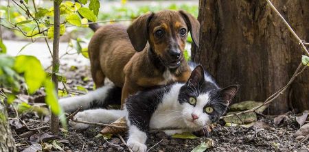 Grodzisk zaszczepi trzy tysiące psów przeciw wściekliźnie - Grodzisk News