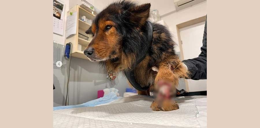Pies z zaawansowaną gangreną łapy odebrany właścicielce. Sprawę bada policja [AKTUALIZACJA] - Grodzisk News