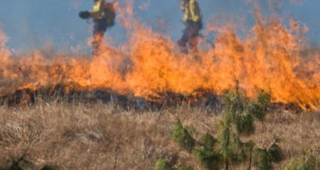 Kolejny pożar łąki. Strażacy apelują o niewypalanie traw - Grodzisk News